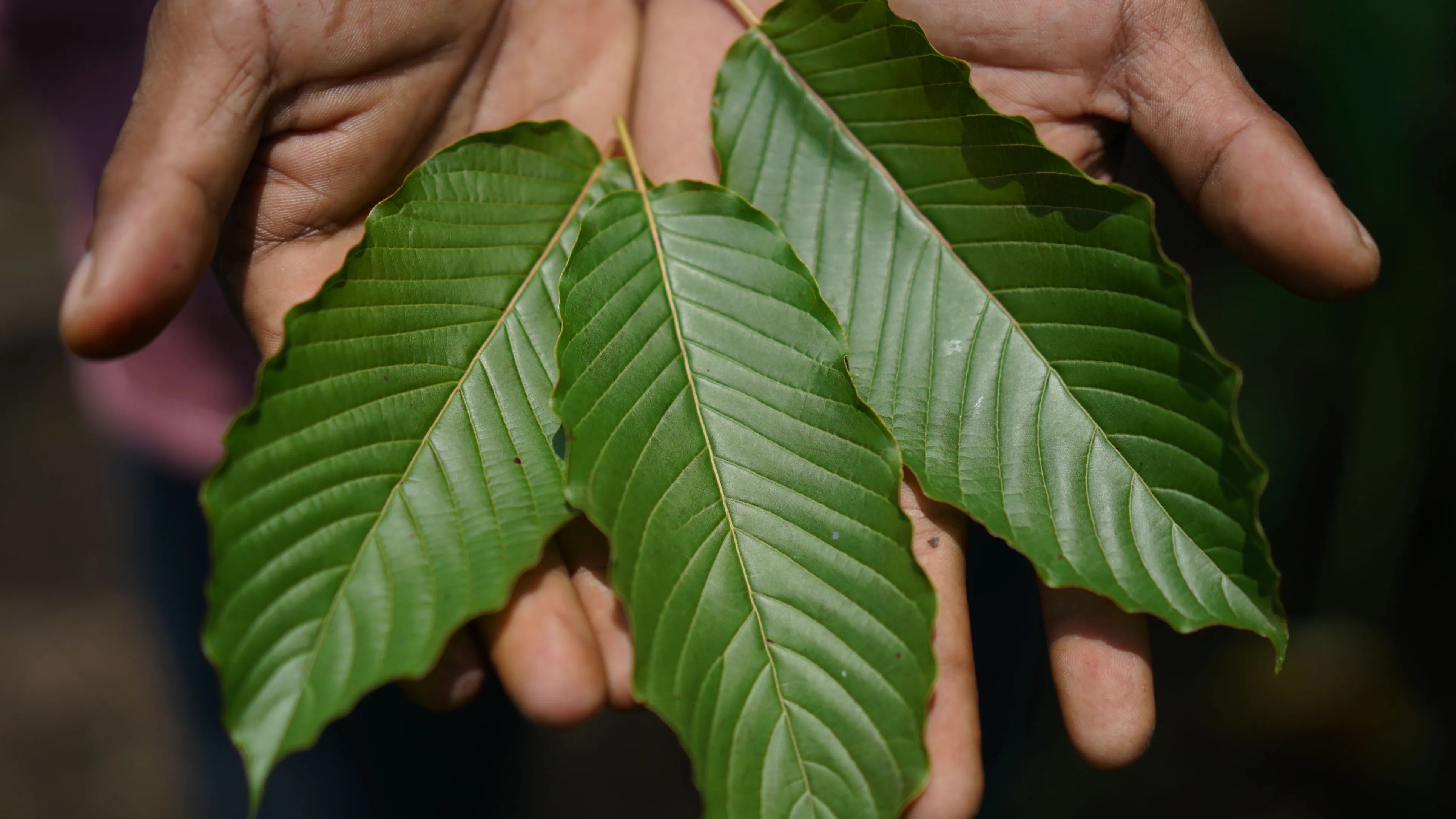 Buying Kratom in Mexico: A Comprehensive Guide