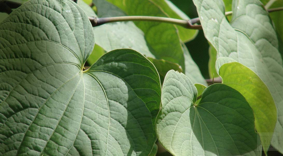 Kava Root vs. CBD