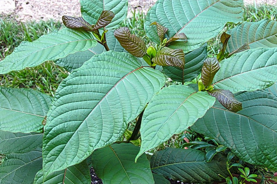 Kratom: A Natural Alternative for Pain Relief